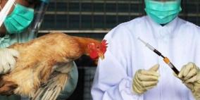 الصحة: لا إصابات بفيروس انفلونزا الطيور في فلسطين حتى الآن