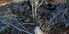 مستوطنون يقتلعون ويحطمون 90 شجرة زيتون في سلفيت