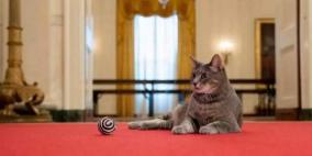 قطة جديدة في البيت الأبيض.. السر في "واقعة المنصة"