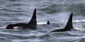 معركة شرسة بين حيتان الأوركا القاتلة والحوت الأزرق