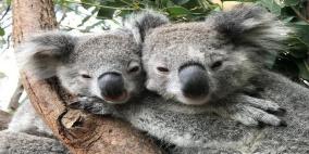 حيوانات الكوالا مهددة بالانقراض