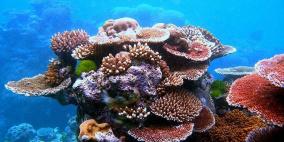 السعودية تفتتح أول قرية للحفاظ على الشعب المرجانية