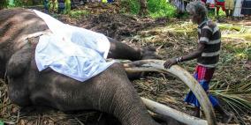 نفوق أكثر فيل مقدّس في سريلانكا عن 68 عاماً