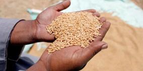 مصر تعلن وقف تصدير القمح وعدة منتجات لمدة 3 أشهر