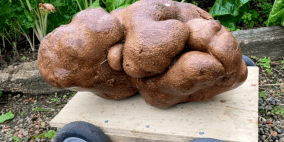 موسوعة غينيس: البطاطس النيوزيلندية العملاقة "مغشوشة"!