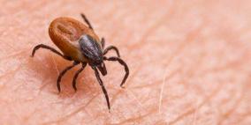 حمى قاتلة تصيب امرأة بريطانية تسببها حشرات صغيرة 