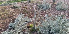 مستوطنون يقطعون 170 شجرة زيتون في اللبن الشرقية جنوب نابلس