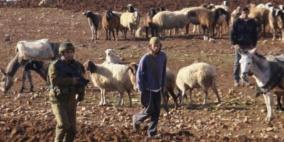 مستوطنون يعتدون على راعي أغنام في فصايل شمال أريحا