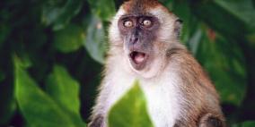 الصحة العالمية : مئات الحالات من جدري القرود قد تكون غير مكتشفة!