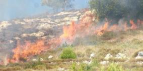 مستوطنون يحرقون محاصيل قمح في أراضي قصرة جنوب نابلس