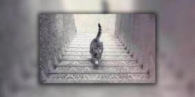 يصعد أم يهبط؟ صورة القط المحيرة تكشف مدى ذكائك