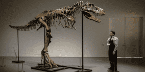 بيع هيكل ديناصور عاش قبل 77 مليون عام برقم خيالي