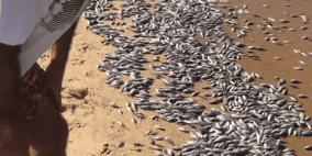 شاهد: كارثة نفوق آلاف الأسماك على شواطئ بيروت