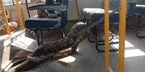 بالفيديو.. ثعبان عملاق يفاجئ طلابا في حافلة مدرسية