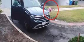 بالفيديو: ذئب يخطف طفلة أمام أعين والدها