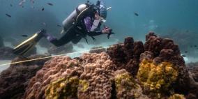 مرض غامض يحير العلماء ويهدد الشعب المرجانية في تايلاند