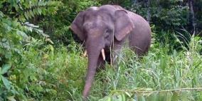 فيل يقتل مسؤولاً عن رعايته في متنزه