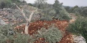مستوطنون يكسرون 40 شجرة زيتون بقرية اماتين شرق قلقيلية