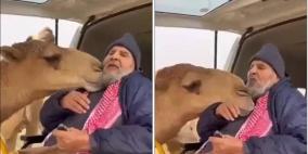 وفاء ناقة رأت صاحبها بعد غيابه عنها بسبب مرضه (فيديو)