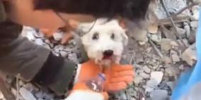شاهد: إنقاذ كلب عالق تحت الركام في تركيا