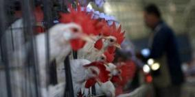 وزير الزراعة: سنلحظ استقرار على أسعار الدجاج خلال رمضان