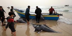 بالصور والفيديو: سمك الوطواط يغزو شاطئ قطاع غزة