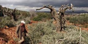 مستوطنون يقطعون 70 شجرة زيتون جنوب نابلس