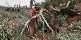 مستوطنون يقطعون عشرات أشجار شجرة الزيتون جنوب نابلس