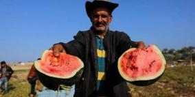 وزارة الزراعة بغزة توضح بشأن موسم البطيخ والخوخ