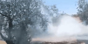 بالفيديو: مستوطنون يحرقون محاصيل زراعية بمسافر يطا