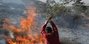 مستوطنون يحرقون أشجار زيتون معمرة وسط الخليل
