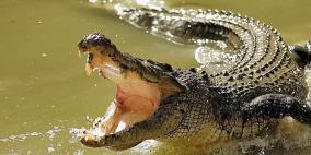 العثور على جثة امرأة بين فكّي تمساح طوله 4 أمتار في فلوريدا