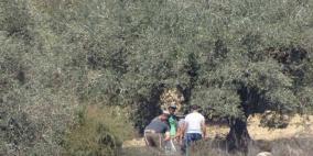 الاحتلال يعتدي على قاطفي الزيتون في سبسطية شمال غرب نابلس