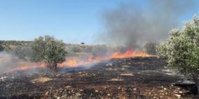 مستوطنون يضرمون النار بأراض مزروعة بالزيتون في قرية جيت 