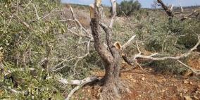 الاحتلال يقتلع 70 شجرة زيتون معمرة في قرية حارس غرب سلفيت
