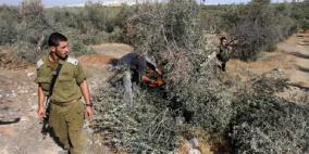 قوات الاحتلال تستولي على ثمار الزيتون في بلدة نحالين غرب مدينة بيت لحم