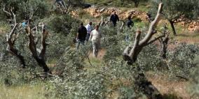 مستوطنون يقتلعون عشرات أشجار الزيتون المعمرة في كفر الديك غرب سلفيت