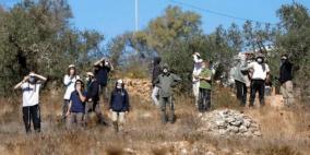 مستوطنون يقطعون ويسرقون 100 شجرة زيتون ويجرفون 6 دونمات في دير استيا غرب سلفيت