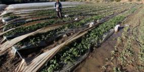 "الإحصاء": نحو مليوني دولار قيمة الخسائر اليومية في الإنتاج الزراعي في قطاع غزة بسبب العدوان