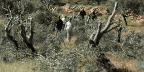 مستوطنون  يقتلعون عشرات أشجار الزيتون في قصرة جنوب نابلس