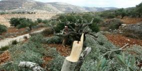 مستوطنون يقتلعون أشجار زيتون وكرمة في نحالين غرب بيت لحم