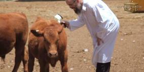 ذبح البقرات وارتداداتها الدينية