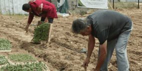 مبادرة تعيد مشتل بلدية غزة للعمل بزراعة الخضروات لمواجهة المجاعة