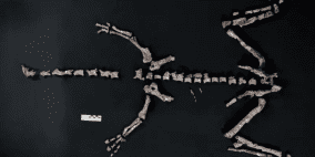 اكتشاف بقايا أحد أقدم الديناصورات في العالم