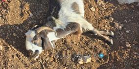 مستوطنون يسممون أغناما في المغير شرق رام الله