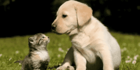 إلى أي مدى يمكن أن يتأثر البعض بفقدان حيواناتهم الأليفة؟