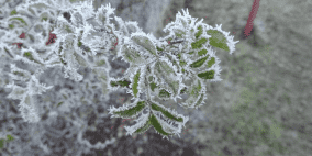 خاص | وزارة الزراعة تحذّر من موجة صقيع إشعاعي يؤثر على المحاصيل