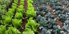 خاص| رشيدة بركة.. من نزوح مخيم طولكرم إلى مشروع زراعي يصنع الأمل