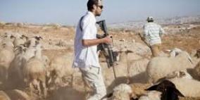 مستوطنون يهاجمون راعيًا ويسرقون أغنامه جنوب الخليل