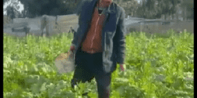 خاص| بين الدمار والأمل… مزارع غزي يعيد الحياة لأرضه